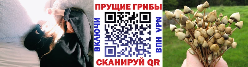 Галлюциногенные грибы MAGIC MUSHROOMS  мега ONION  Вязники  сколько стоит 